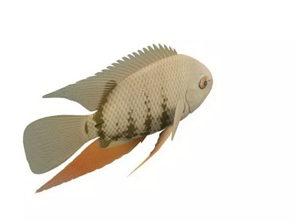 Severum Fish Animal 3d model Severum Fish Animal 3d model