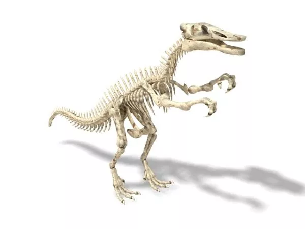 Shantungosaurus Dinosaur Skeleton 3d model Shantungosaurus Dinosaur Skeleton 3d model