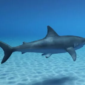 Shark Swimming Ocean 3d model