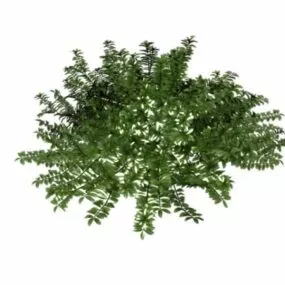 Shrub Lonicera Pileata 3d model