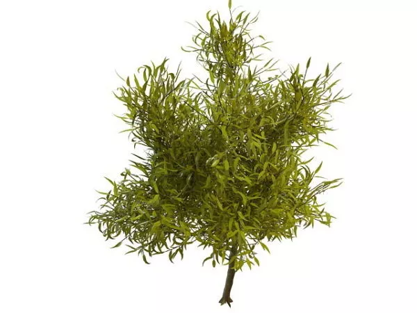 Shrub Willow Tree 3d model Shrub Willow Tree 3d model