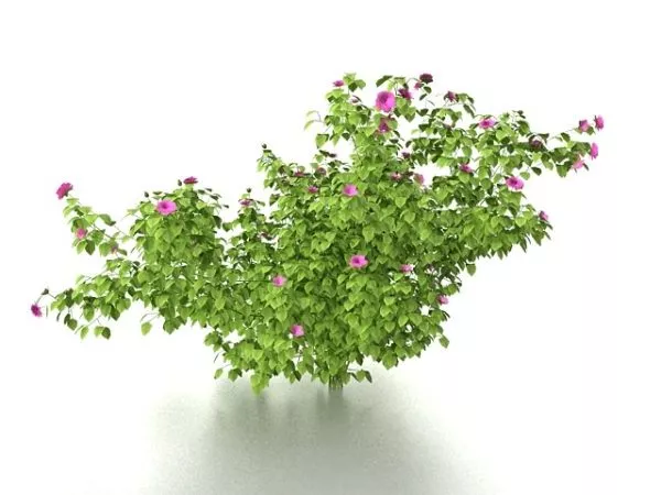 Shrub With Pink Flowers 3d model Shrub With Pink Flowers 3d model