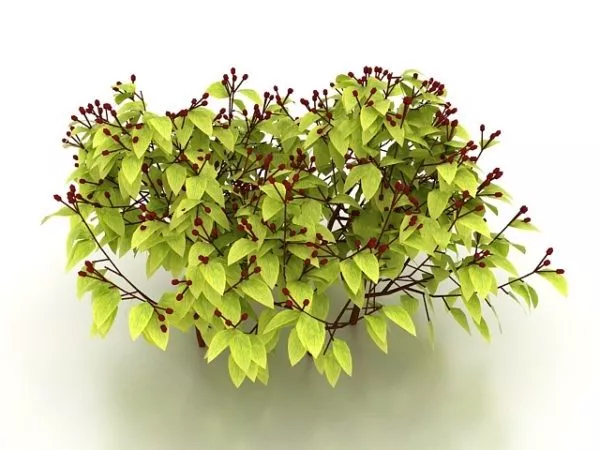 Shrub With Red Berries 3d model Shrub With Red Berries 3d model