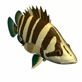 Siamese Fighting Fish Animal 3d model
