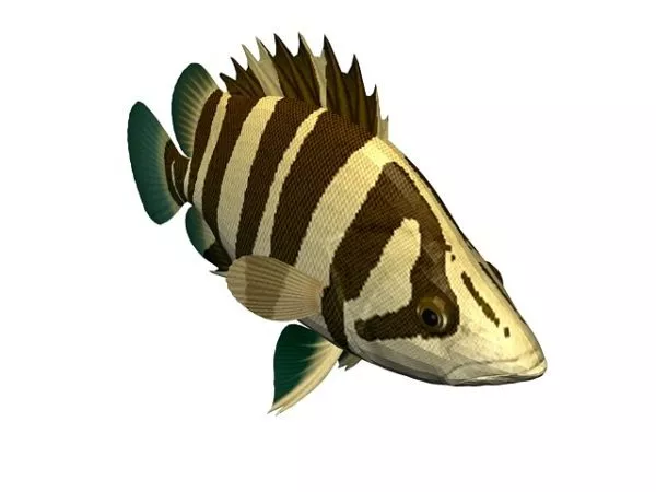 Clown Fish Animal 3d model