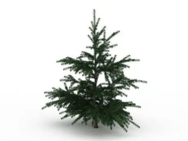 Sicilian Fir Tree 3d model Sicilian Fir Tree 3d model