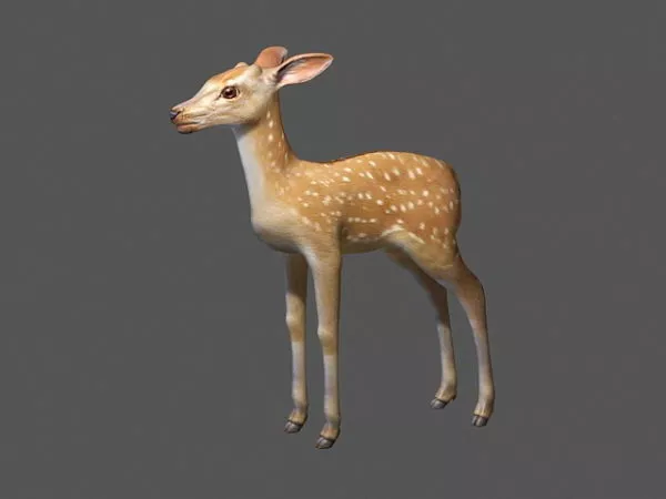 Sika Elk 3d model Sika Elk 3d model