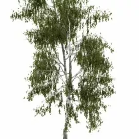 Silver Birch 3d model
