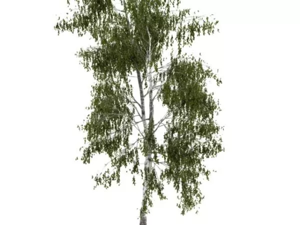 Silver Birch 3d model Silver Birch 3d model