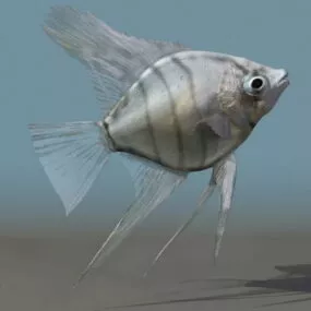 Silver Angelfish 3d model