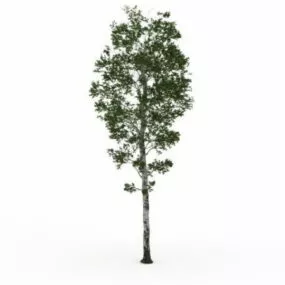 Silver Birch Tree 3d model