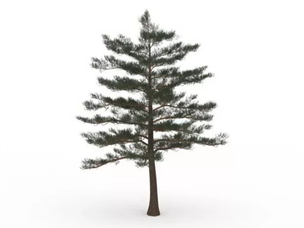 Silver Fir Tree 3d model Silver Fir Tree 3d model