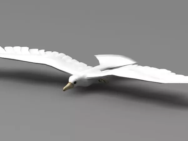 Silver Gull Bird Animal 3d model Silver Gull Bird Animal 3d model