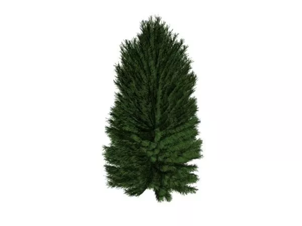 Single-leaf Pinyon 3d model Single-leaf Pinyon 3d model