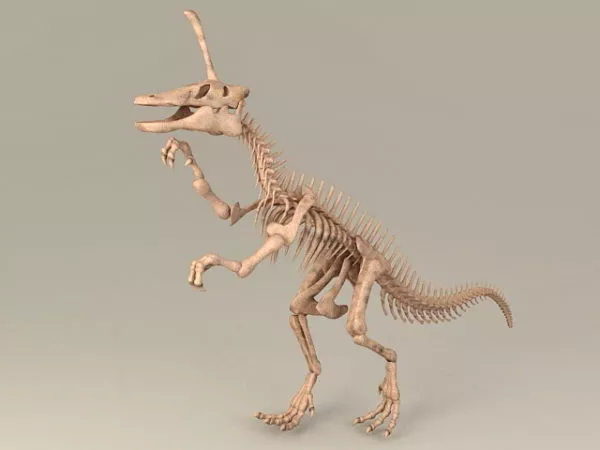 Simple Skeleton 3d model