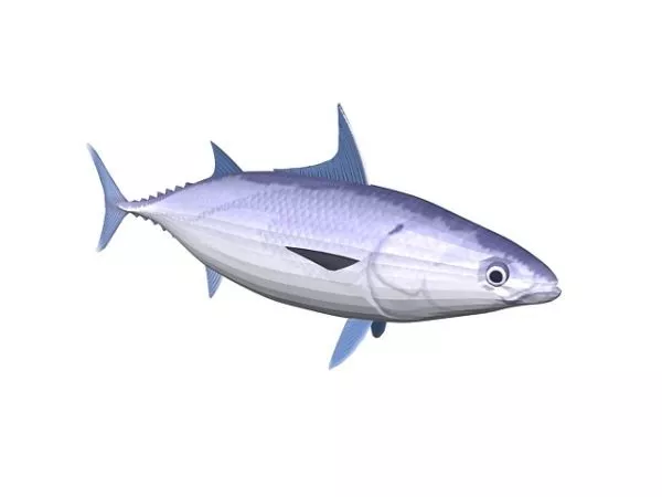 Skipjack Tuna Fish Animal 3d model Skipjack Tuna Fish Animal 3d model