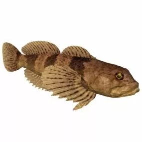 Slimy Sculpin Fish Animal 3d model