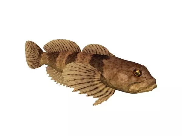 Realistic Telescope Eye Goldfish 3d model