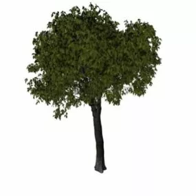 Slippery Elm Tree 3d model
