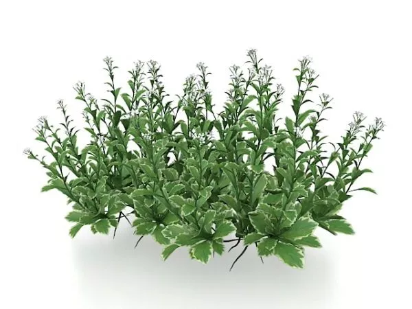 Small Flower Plants 3d model Small Flower Plants 3d model