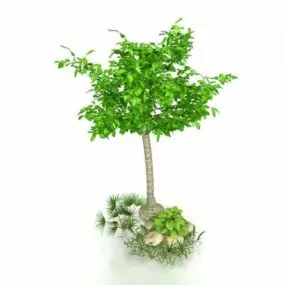 Small Garden Tree 3d model