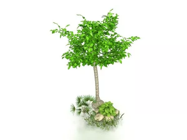 Small Garden Tree 3d model Small Garden Tree 3d model