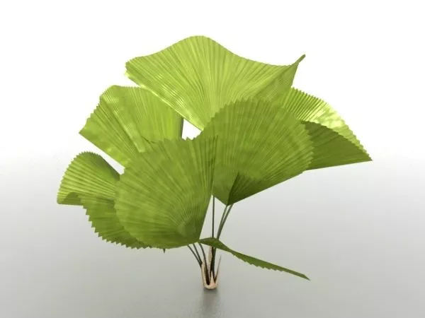 Small Palm Tree 3d model Small Palm Tree 3d model