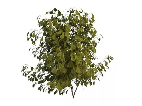 Small Tree Bush 3d model Small Tree Bush 3d model