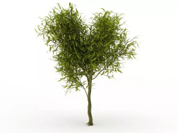 Small Willow Tree 3d model Small Willow Tree 3d model