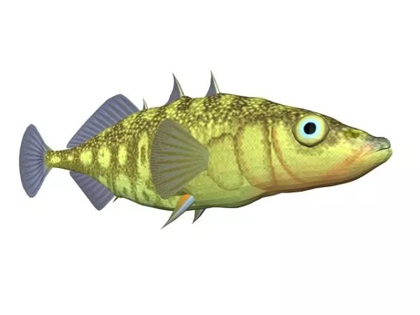 Pike Fish 3d model