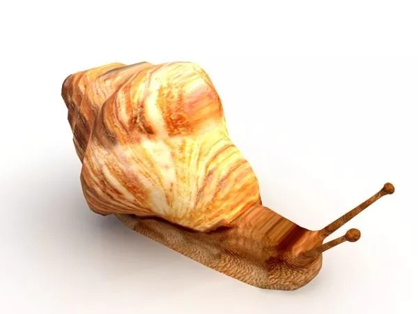 Wild Snail Animal 3d model Wild Snail Animal 3d model