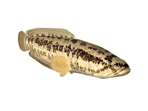 Snakehead Fish Animal 3d model Snakehead Fish Animal 3d model