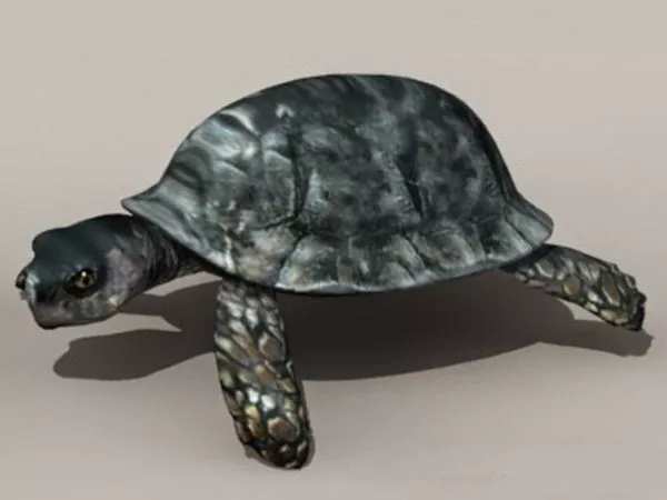 Snapping Turtle 3d model Snapping Turtle 3d model