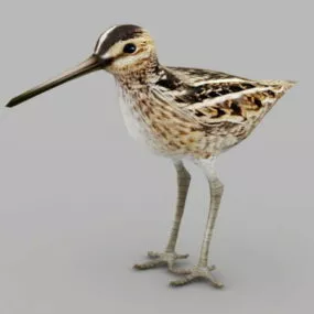 Snipe Bird 3d model