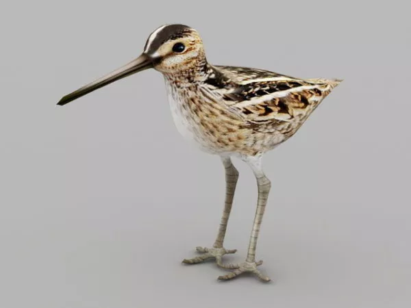 Snipe Bird 3d model Snipe Bird 3d model