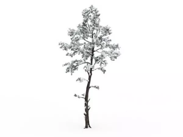 Snowy Tree 3d model Snowy Tree 3d model