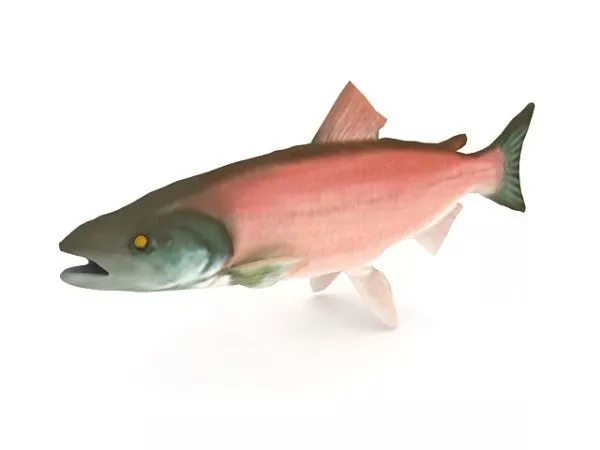 Sockeye Salmon Animal 3d model Sockeye Salmon Animal 3d model