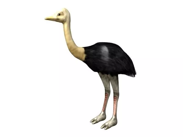 Animal Somali Ostrich 3d model Animal Somali Ostrich 3d model