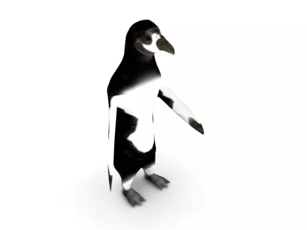 South American Penguin 3d model South American Penguin 3d model