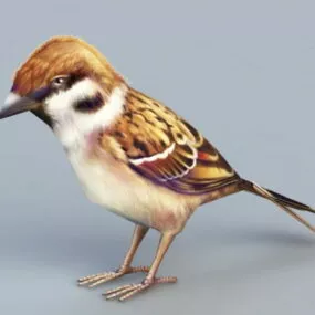 Sparrow Bird 3d model
