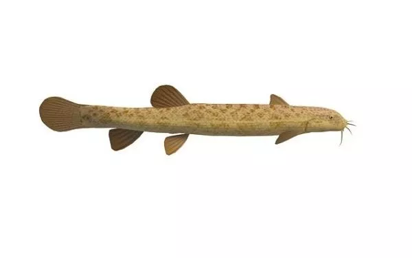 Spined Loach Fish 3d model Spined Loach Fish 3d model