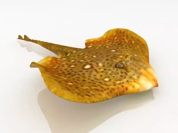 Amago Salmon River Fish 3d model