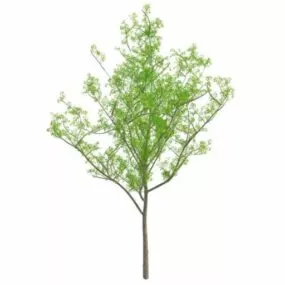 Spring Tree 3d model