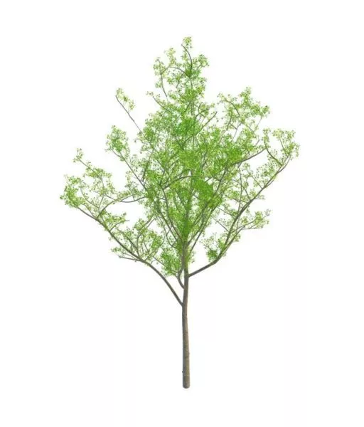Spring Tree 3d model Spring Tree 3d model