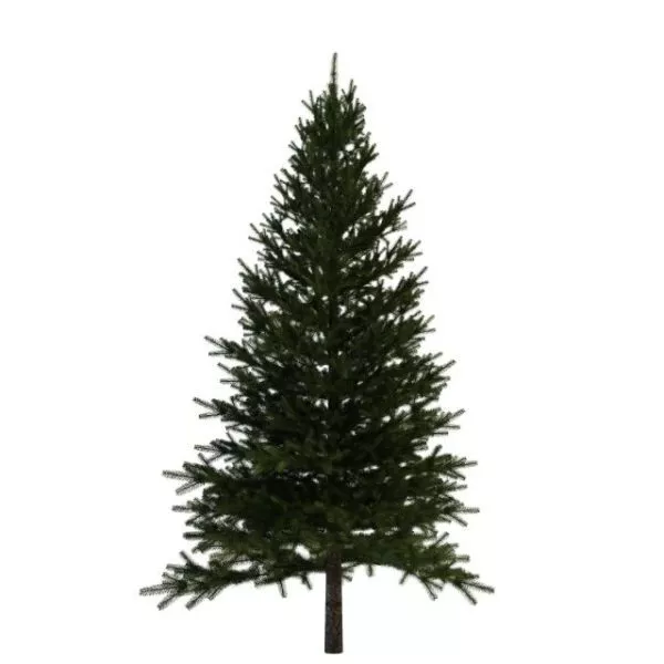 Spruce Fir Tree Free 3d Model - .Max, .Vray - Open3dModel