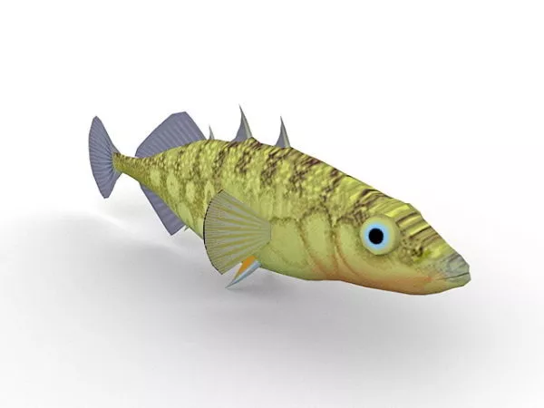 Stickleback Fish Animal 3d model Stickleback Fish Animal 3d model