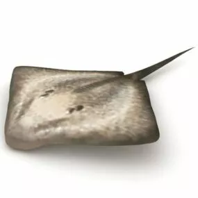 Sting Ray Fish Animal 3d model