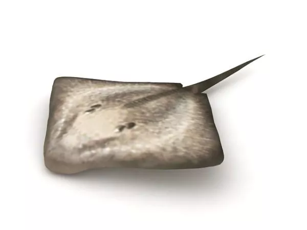 Fish Flagfish 3d model