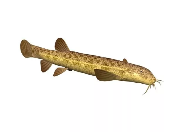 Stone Loach Fish Animal 3d model Stone Loach Fish Animal 3d model