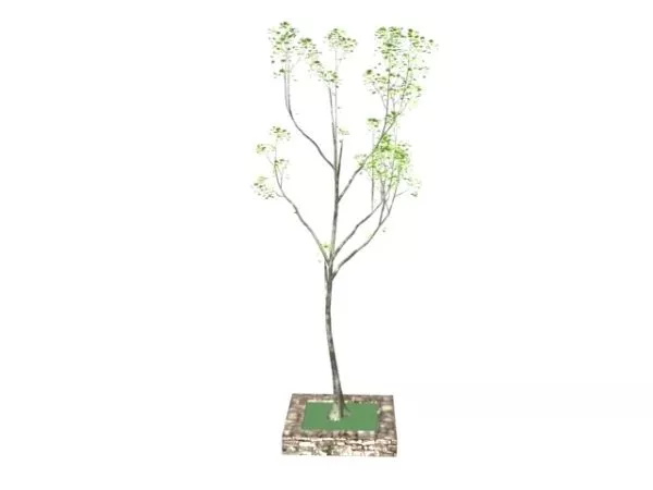 Street Tree 3d model Street Tree 3d model